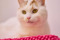 Cats Protection