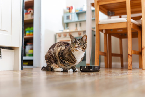 brown-and-white tabby cat sat behind ceramic cat bowl on a wooden floor