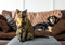 Tortoiseshell cat sitting on an upholstered footstool, with a dog resting on a sofa in the background.