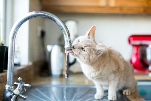 Light-ginger tabby cat drinking running water from a silver tap