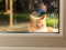 long-haired ginger cat outdoors peering in through a window