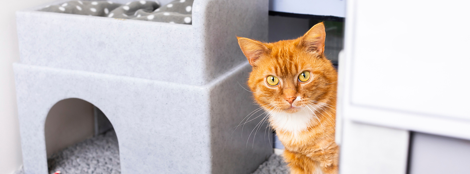 Choosing a cat