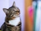 brown tabby cat with bib of white fur