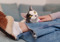 Black-and-white cat resting on a person's lap, with a hand gently touching the cat's head.