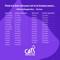 Infographic: Find out how old your cat is in human years