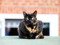 A tortoiseshell cat