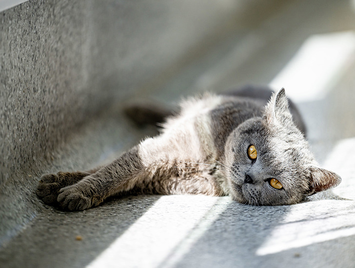 Getting a pedigree cat