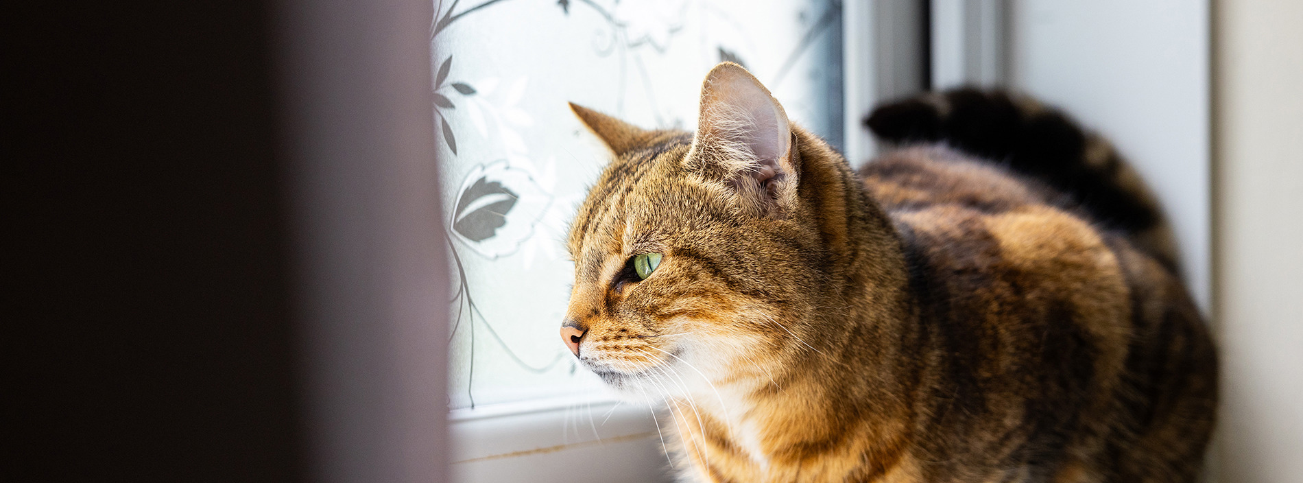 Cancer in cats