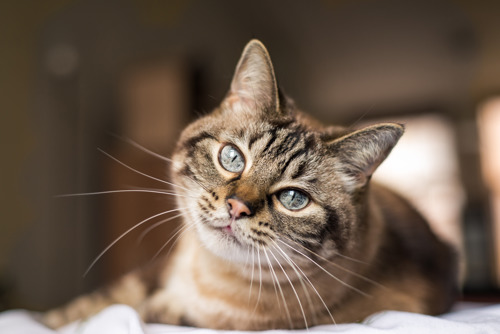 brown tabby cat with blue eyes