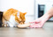 ginger-and-white cat eating out of beige ceramic food bowl being placed on the floor by human hand