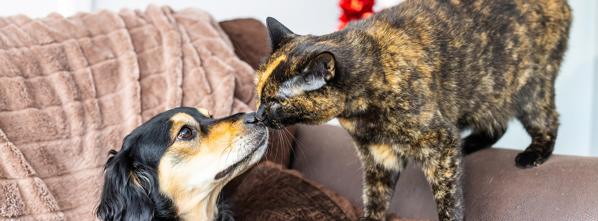 Dogs and other pets