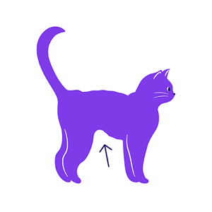 Illustration of an underweight cat, with an arrow pointing to their belly