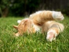 Ginger And White Cat Snoozing Happily In Grass