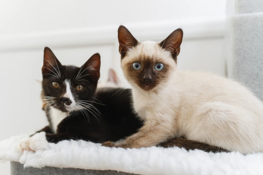 A black-and-white kitten with a Siamese kitten lying down.