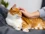 Ginger and white tabby being stroked