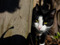 black-and-white cat peering around a wooden fence