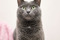 Cats Protection