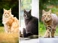 Incredible Cats Thumbnail V2
