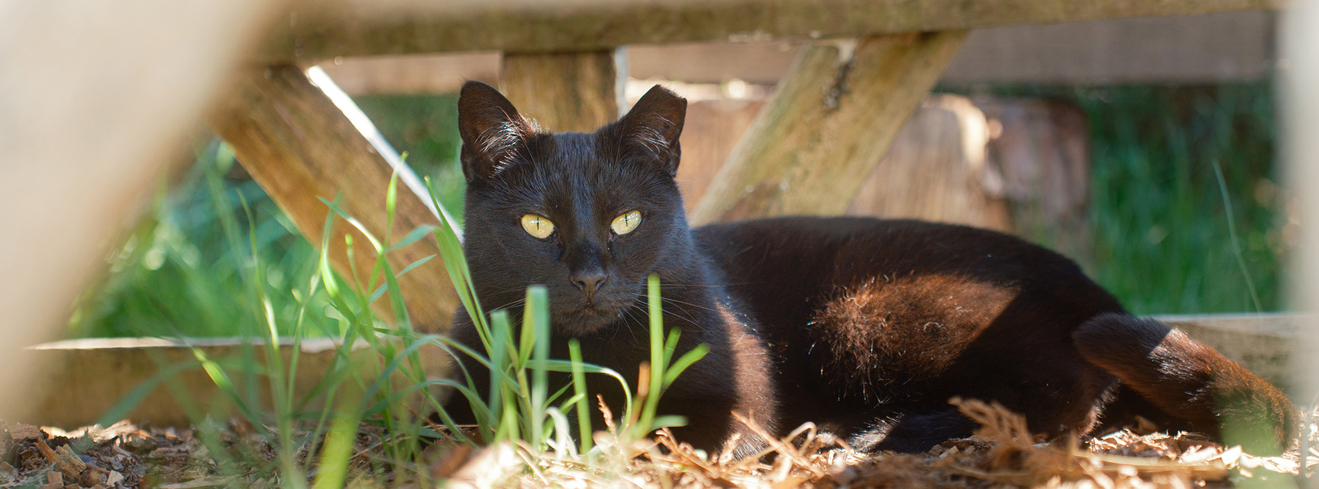 Farm cats and rural homing