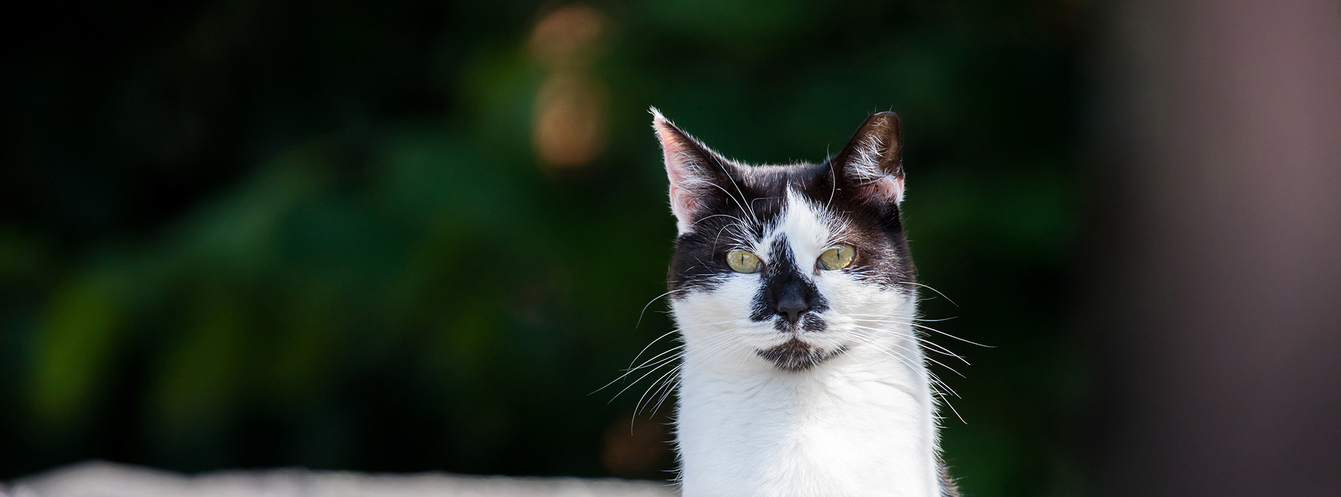Feral cats