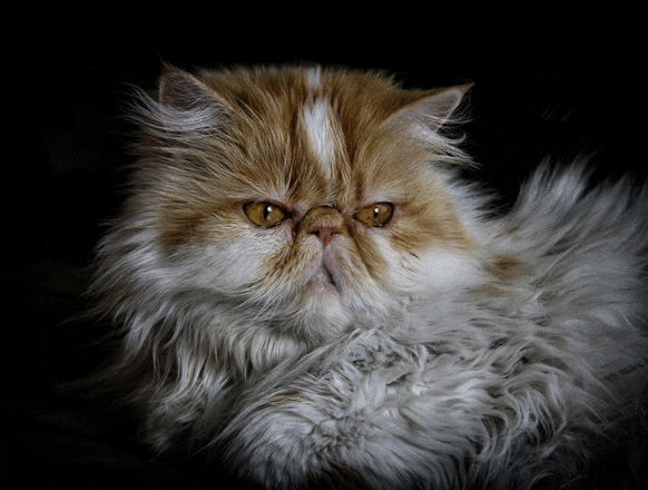 Extreme traits | Advice | Cats Protection