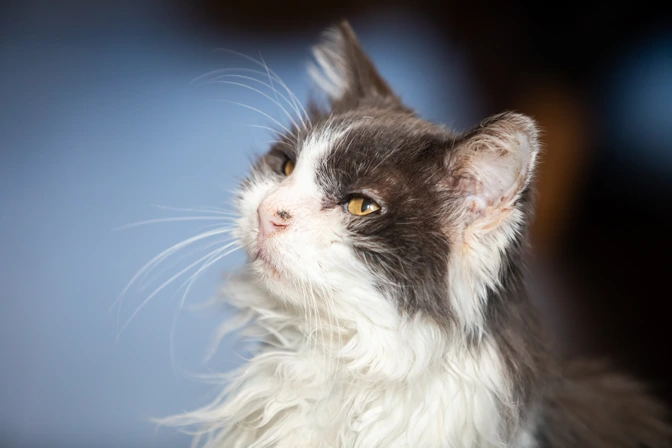 Older Cat