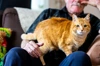 Elderly Gentleman With Ginger Cat On Lap