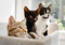 a brown tabby kitten, a black kitten, and a black-and-white kitten sat in a cat bed