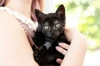 Cat Being Held