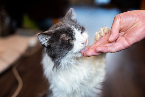 grey-and-white long-haired cat licking a human hand