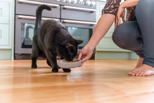 a black cat eating from a grey cat bowl being held by a human