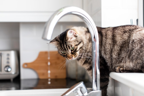 brown tabby cat looking at a running tap