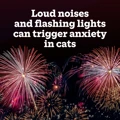 Colourful fireworks in the night sky with text saying 'Loud noises and flashing lights can trigger anxiety in cats'.