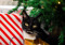 A black-and-white cat sat under a Christmas tree surrounded by wrapped Christmas presents