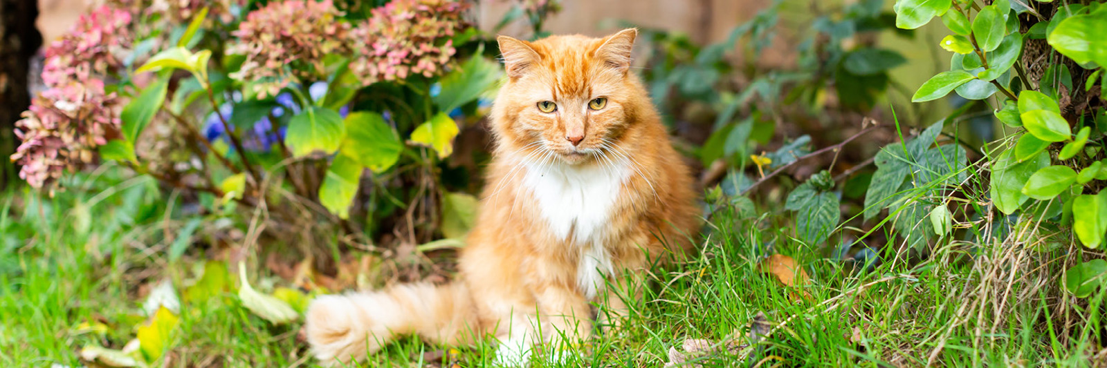 Scotland Cat Centre & Glasgow Cat Centre