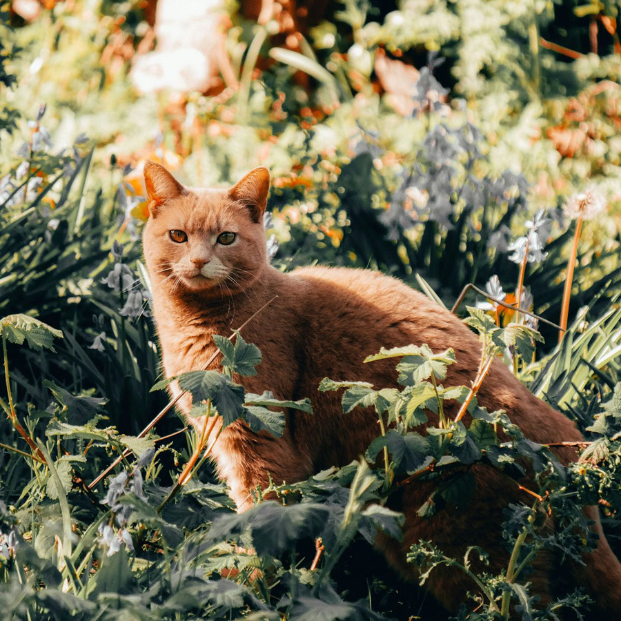 Cats Protection welcomes Minister Muir’s animal welfare plans for Northern Ireland