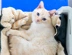 A white and ginger cat in a basket.