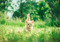 a ginger kitten walking through grass outdoors