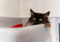 long-haired black cat peering over the top of a grey plastic cat bed