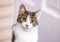 A brown tabby-and-white cat