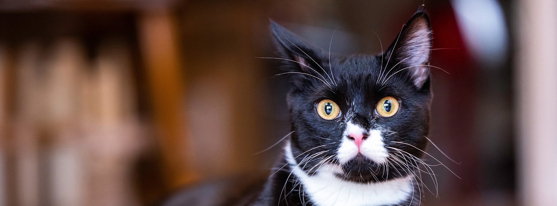 Feline coronavirus and feline infectious peritonitis