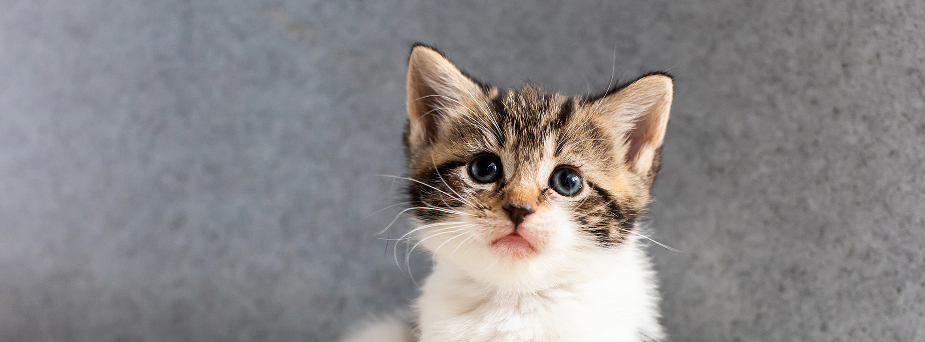 Pregnancy and kitten care