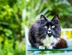 Black And White Cat 240614NCA196
