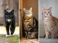 Family Cats Thumbnail V2