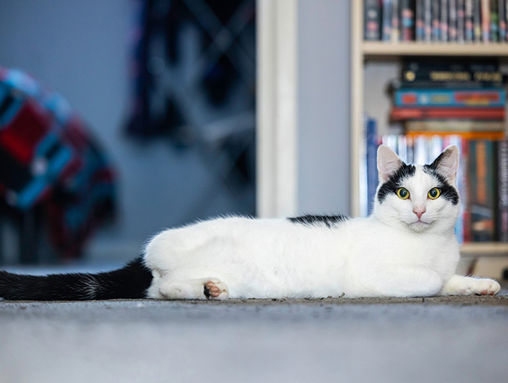 Disabled cats