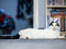 A white-and-black cat missing one back leg. The cat is lying on the floor