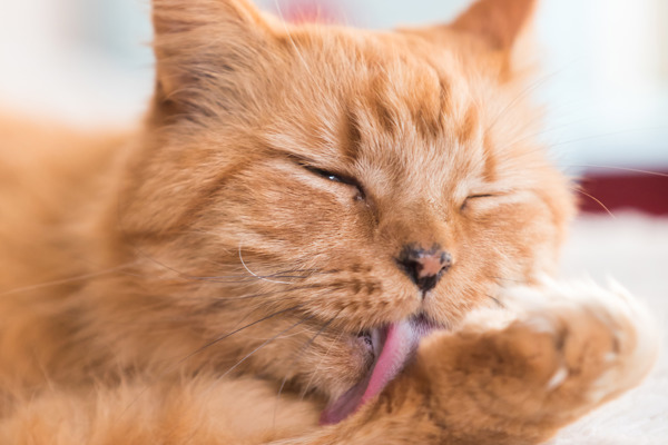 Why do cats shed their fur?