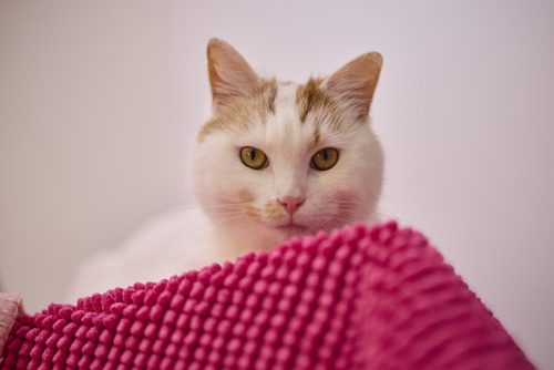A white cat named Leo with ginger markings and golden eyes peers over a bright pink textured blanket, looking calmly toward the camera against a soft, light-coloured background.