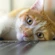 A ginger-and-white cat lying with their head on a computer keyboard