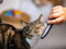 Brown tabby cat rubbing their cheek against a grooming comb held by a person.
